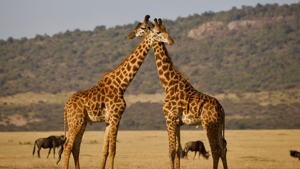 zwei Giraffen in freier Wildbahn