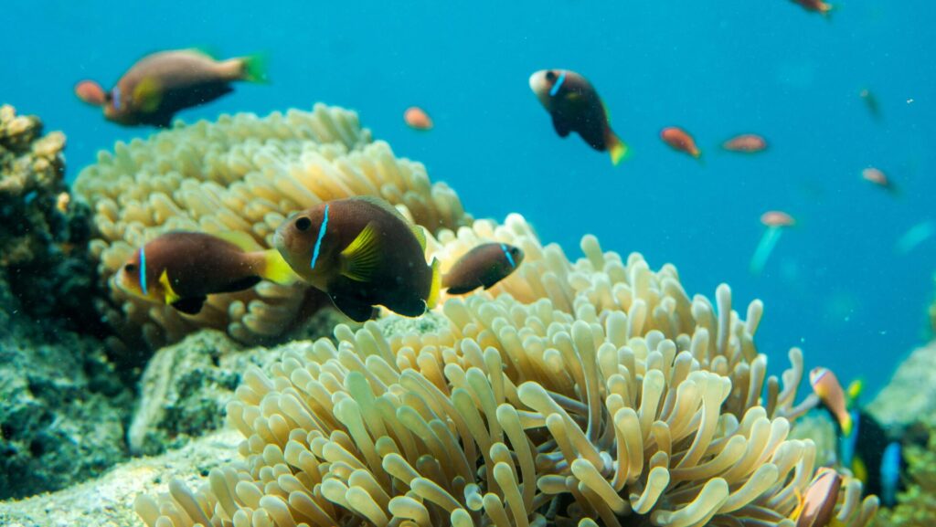 Korallenriff mit kleinen Fischen